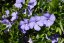 BARVÍNEK MODRÝ- VINCA MINOR BLUE