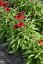 ECHINACEA HYBRIDA PEARL DEEP RED