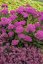 SEDUM TELEPHIUM MR GOODBUD