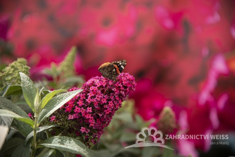 MOTÝLÍ KEŘ - BUDDLEJA BUTTERFLY CANDY LITTLE RUBY
