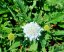 HLAVÁČ - SCABIOSA FLUTTER PURE WHITE