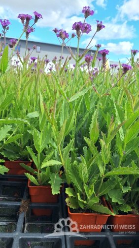 SPORÝŠ - VERBENA RIGIDA VENOSA LILAC