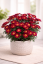 KOPRETINA KEŘOVÁ – ARGYRANTHEMUM FRUTESCENS ‘DAY ZEE RED’