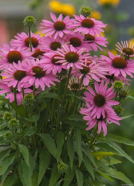 ECHINACEA FOUNTAIN LIGHT PURPLE
