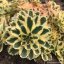 SEDUM TAKESIMENSE ATLANTIS