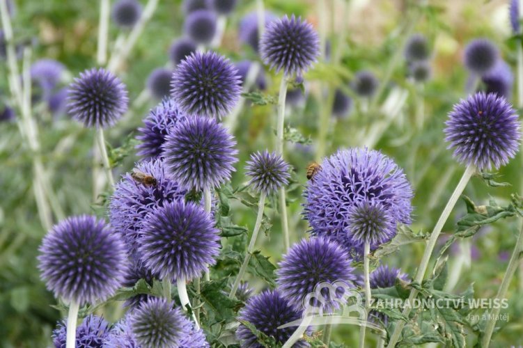 BĚLOTRN MODRÝ - ECHINOPS BANNATICUS BLUE GLOBE