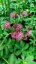JARMANKA - ASTRANTIA ASTRA RED