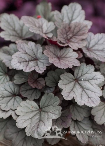 HEUCHERA SILVER GUMDROP