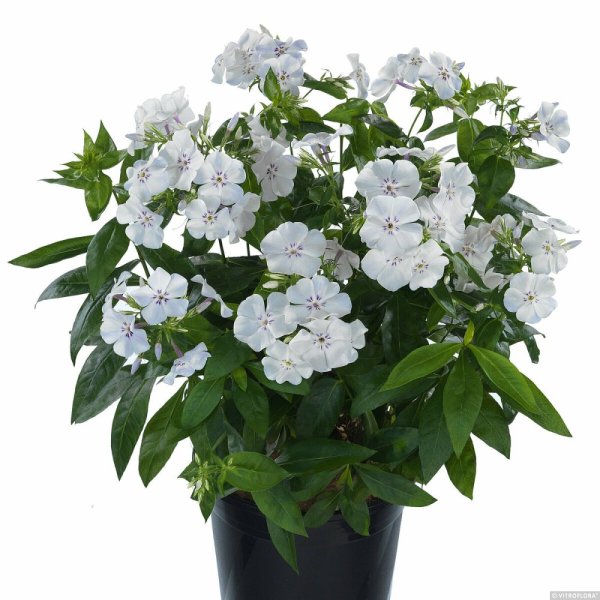 FLOX VZPŘÍMENÝ– PHLOX PANICULATA FLAME ® PRO LIGHT BLUE