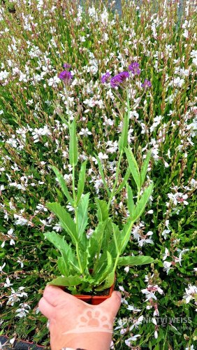 SPORÝŠ - VERBENA RIGIDA VENOSA LILAC