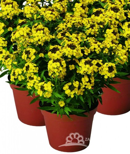 HORČIČNÍK ŽLUTÝ - ERYSIMUM LINIFOLIUM ERYSISTIBLE YELLOW