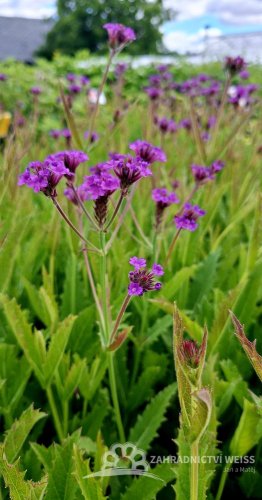 SPORÝŠ - VERBENA RIGIDA VENOSA LILAC