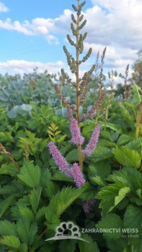 ČECHRAVA - ASTILBE CHINENSIS PUMILA