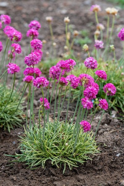 TRAVNIČKA PŘÍMOŘSKÁ - ARMERIA NIFTY THRIFTY