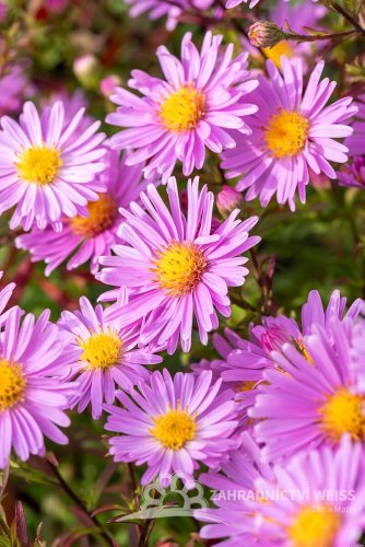 ASTRA PODZIMNÍ - ASTER  DUMOSUS PETER HARRISON