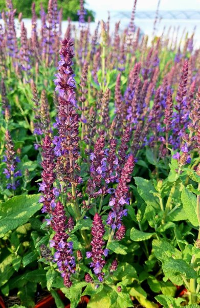 SALVIA SUPERBA DWARF BLUE QUEEN