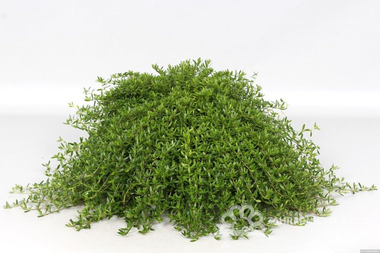MATEŘÍDOUŠKA - THYMUS LONGICAULIS