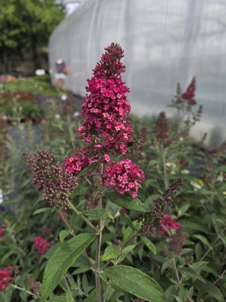 MOTÝLÍ KEŘ - BUDDLEA DAVIDII - PRINCE CHARMING ®