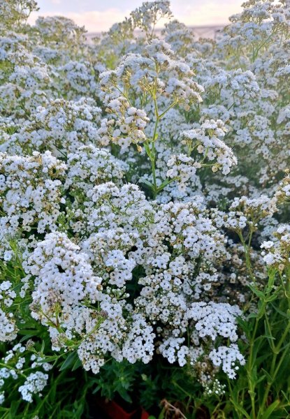 GYPSOPHILA BÍLÁ - NEVĚSTÍN ZÁVOJ  -NÍZKÝ