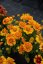 KOKARDA – GAILLARDIA  ARISTATA SPINTOP MANGO