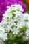 PHLOX PANICULATA EARLY WHITE ®