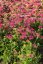 ACHILLEA SUMMERWINE