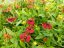 HELENIUM – HAYDAY RED