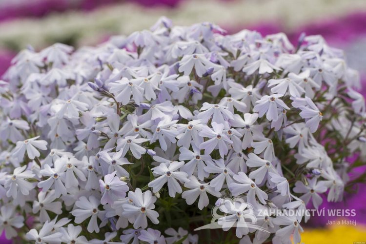 PHLOX SUBULATA SPRING LAVENDER