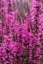KYPREJ - LYTHRUM LUMINARA HOT PINK