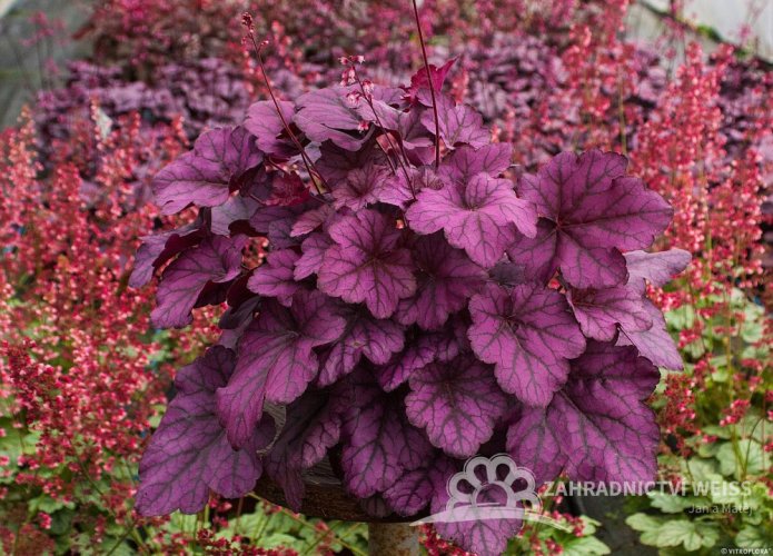 HEUCHERA WILD ROSE
