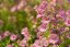 JARMANKA - ASTRANTIA MAJOR PINK BUTTON