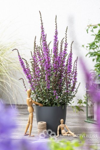 KYPREJ - LYTHRUM HYBR. LUMINARA LILAC