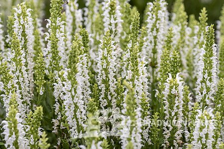 ŠALVĚJ HAJNÍ - SALVIA NEM. SENSATION WHITE