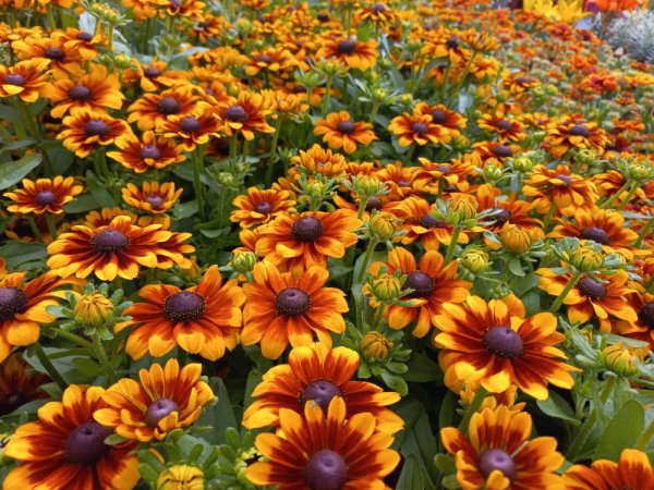 RUDBECKIA X HYBR. LITTLEBECKIA SUNRISE