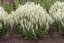 ŠALVĚJ HAJNÍ - SALVIA NEM. SENSATION WHITE