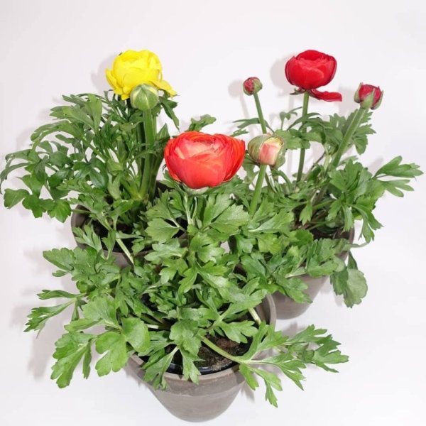 RANUNCULUS - PRYSKYŘNÍK