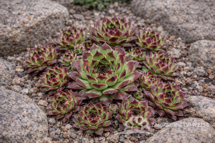NETŘESK –SEMPERVIVUM TAURUS