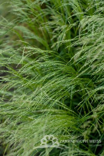 METLICE TRSNATÁ - DESCHAMPSIA CAESPITOSA TARDIFLORA