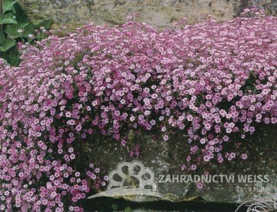 GYPSOPHILA REPENS - FILOU ROSE - ŠATER PLAZIVÝ