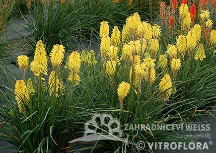 KLEOPATŘINA JEHLA - KNIPHOFIA "POCO YELLOW"