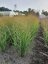 PROSO PRUTNATÉ - PANICUM VIRGATUM BUFFALO GREEN