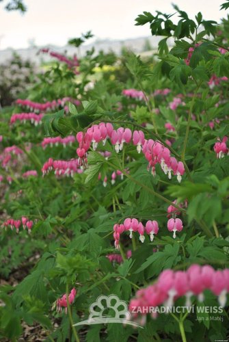 SRDCOVKA NÁDHERNÁ - "DICENTRA SPECTABILIS"