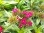 HVOZDÍK - DIANTHUS BARBARINI MIX
