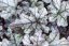 HEUCHERA REX SILVER