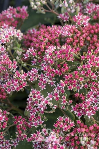 ROZCHODNÍK - SEDUM HYBR. ABBY DORE