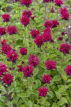 MONARDA "DIDYMA FIREBALL"