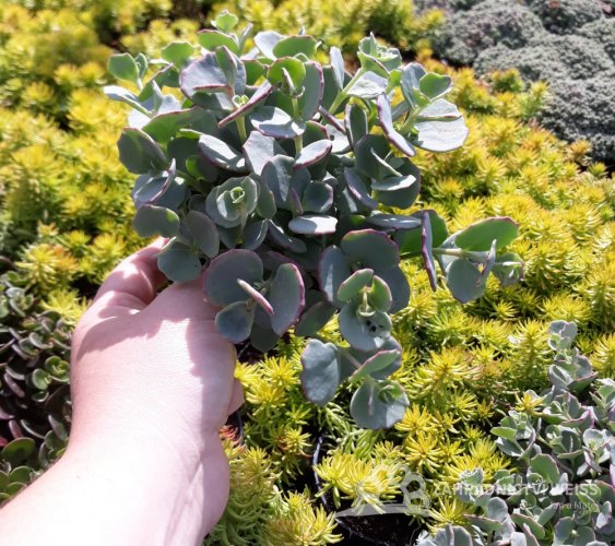 SEDUM SIEBOLDII