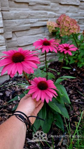 ECHINACEA SENSATION WILD ROMANCE