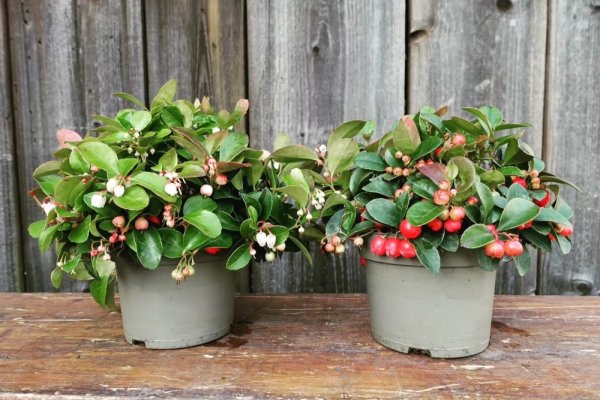 LIBAVKA - GAULTHERIA PROCUMBENS