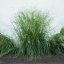 METLICE TRSNATÁ - DESCHAMPSIA CAESPITOSA TARDIFLORA